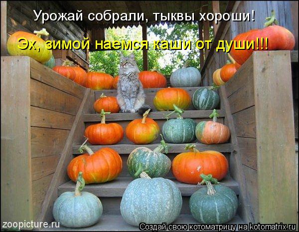 Урожай собрали, тыквы хороши! Эх, зимой наемся каши от души!!!... Котоматрица: Урожай собрали, тыквы хороши! Эх, зимой наемся каши от души!!!