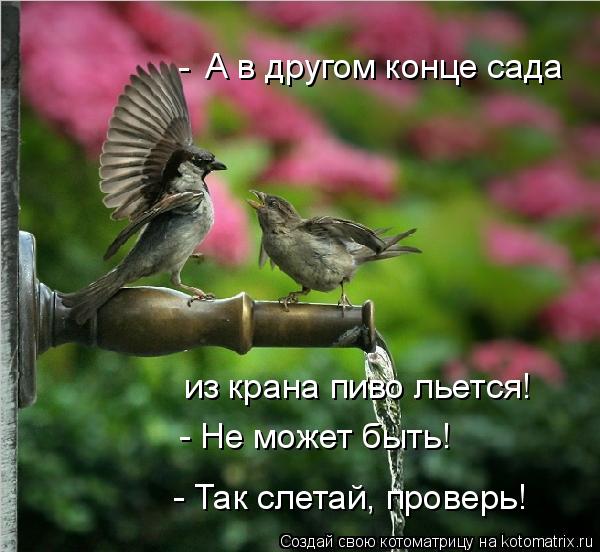 А в другом конце сада из крана пиво льется! - - Не может быть! - Так слетай, проверь!... Котоматрица: А в другом конце сада из крана пиво льется! - - Не может быть! - Так слетай, проверь!