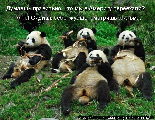 Думаешь правильно, что мы в Америку переехали? А то! Сидишь себе, жуешь, смотришь фильм...... Котоматрица: Думаешь правильно, что мы в Америку переехали? А то! Сидишь себе, жуешь, смотришь фильм...