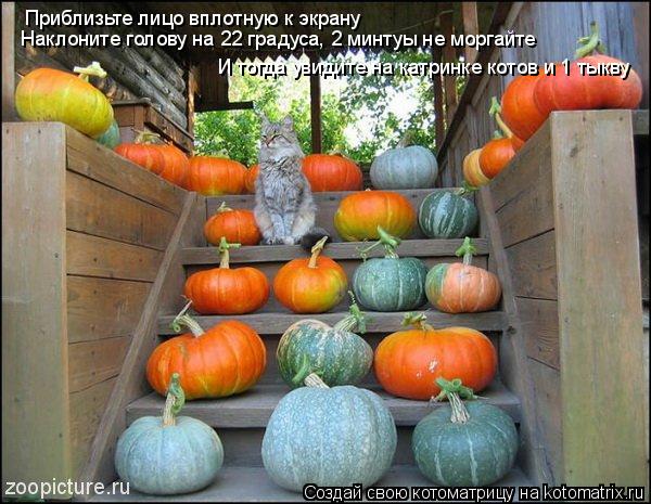 Приблизьте лицо вплотную к экрану Наклоните голову на 22 градуса, 2 минтуы не моргайте И тогда увидит... Котоматрица: Приблизьте лицо вплотную к экрану Наклоните голову на 22 градуса, 2 минтуы не моргайте И тогда увидите на катринке котов и 1 тыкву