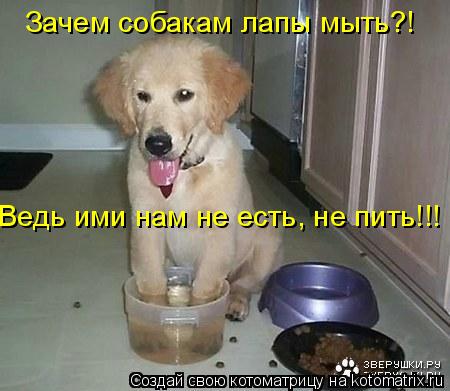 Зачем собакам лапы мыть?! Ведь ими нам не есть, не пить!!!... Котоматрица: Зачем собакам лапы мыть?! Ведь ими нам не есть, не пить!!!