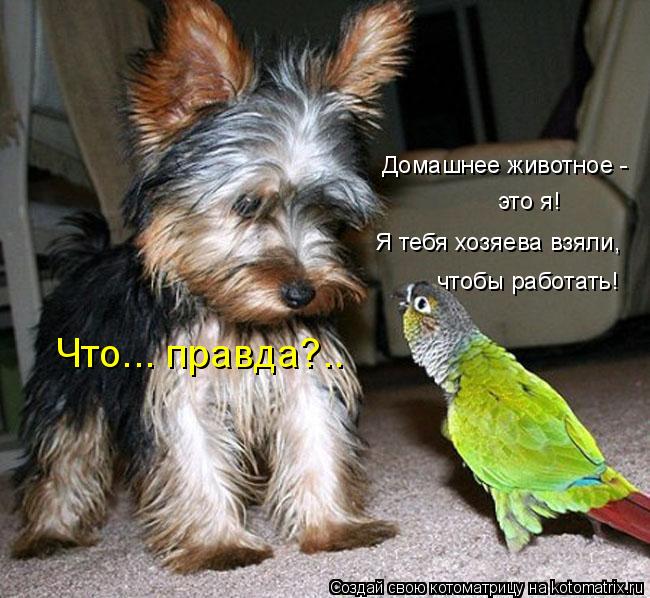 Домашнее животное - это я! Я тебя хозяева взяли, чтобы работать! Что... правда?..... Котоматрица: Домашнее животное - это я! Я тебя хозяева взяли, чтобы работать! Что... правда?..