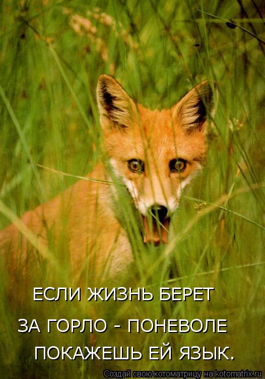 ПОКАЖЕШЬ ЕЙ ЯЗЫК. ЗА ГОРЛО - ПОНЕВОЛЕ ЕСЛИ ЖИЗНЬ БЕРЕТ... Котоматрица: ПОКАЖЕШЬ ЕЙ ЯЗЫК. ЗА ГОРЛО - ПОНЕВОЛЕ ЕСЛИ ЖИЗНЬ БЕРЕТ