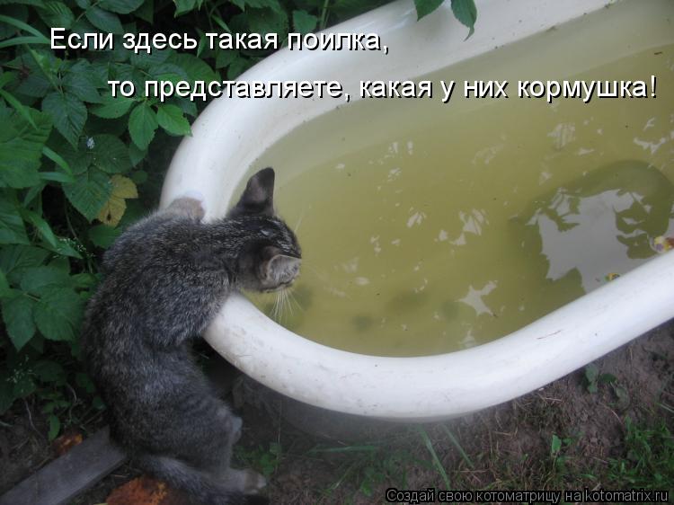 Если здесь такая поилка, то представляете, какая у них кормушка!... Котоматрица: Если здесь такая поилка, то представляете, какая у них кормушка!