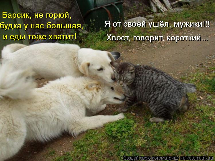 Я от своей ушёл, мужики!!! Хвост, говорит, короткий... Барсик, не горюй, будка у нас большая, и еды... Котоматрица: Я от своей ушёл, мужики!!! Хвост, говорит, короткий... Барсик, не горюй, будка у нас большая, и еды тоже хватит!