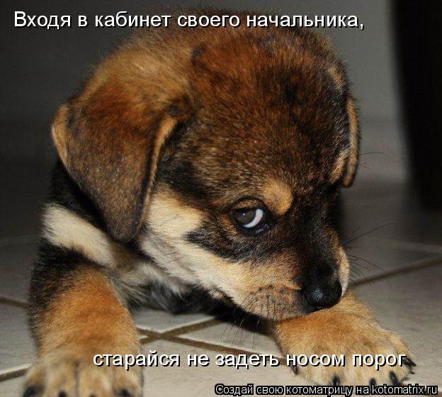 Входя в кабинет своего начальника, старайся не задеть носом порог... Котоматрица: Входя в кабинет своего начальника, старайся не задеть носом порог