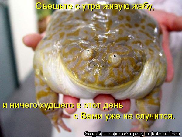 Съешьте с утра живую жабу, и ничего худшего в этот день с Вами уже не случится.... Котоматрица: Съешьте с утра живую жабу, и ничего худшего в этот день с Вами уже не случится.