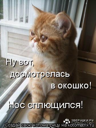 Ну вот, досмотрелась в окошко! Нос сплющился!... Котоматрица: Ну вот, досмотрелась в окошко! Нос сплющился!