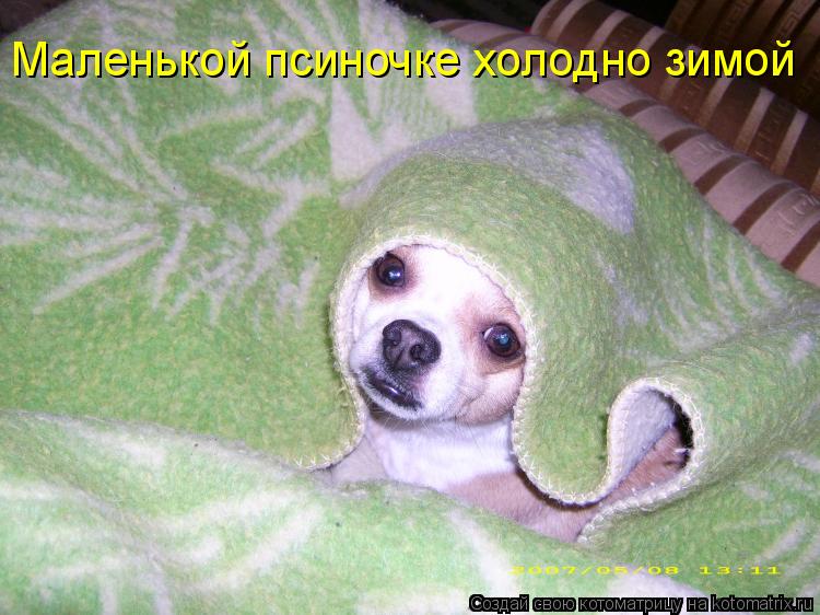 Маленькой псиночке холодно зимой Маленькой псиночке холодно зимой... Котоматрица: Маленькой псиночке холодно зимой Маленькой псиночке холодно зимой