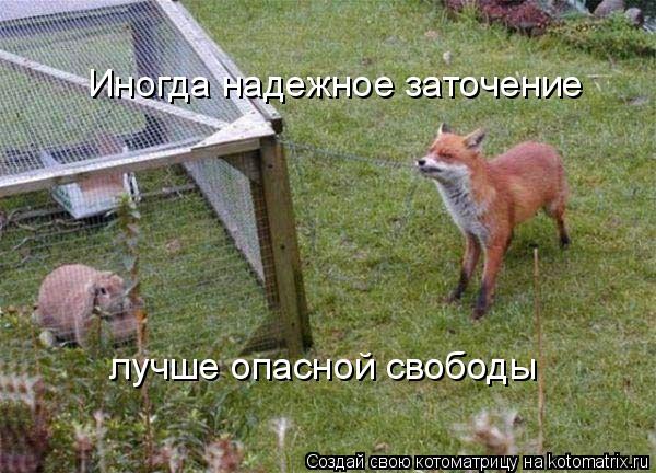 Иногда надежное заточение лучше опасной свободы... Котоматрица: Иногда надежное заточение лучше опасной свободы