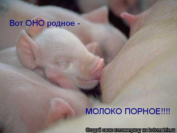Вот ОНО родное - МОЛОКО ПОРНОЕ!!!!... Котоматрица: Вот ОНО родное - МОЛОКО ПОРНОЕ!!!!