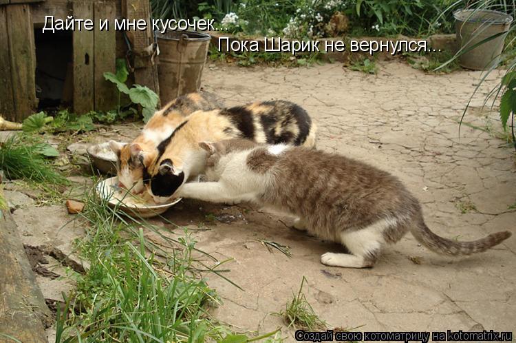 Дайте и мне кусочек... Пока Шарик не вернулся...... Котоматрица: Дайте и мне кусочек... Пока Шарик не вернулся...