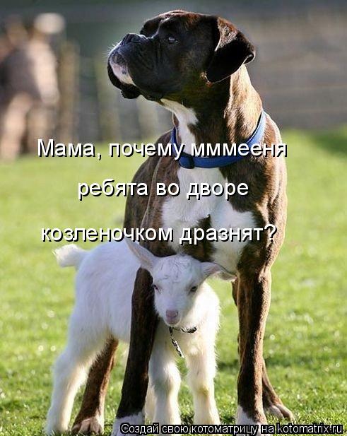 Мама, почему мммееня ребята во дворе козленочком дразнят?... Котоматрица: Мама, почему мммееня ребята во дворе козленочком дразнят?