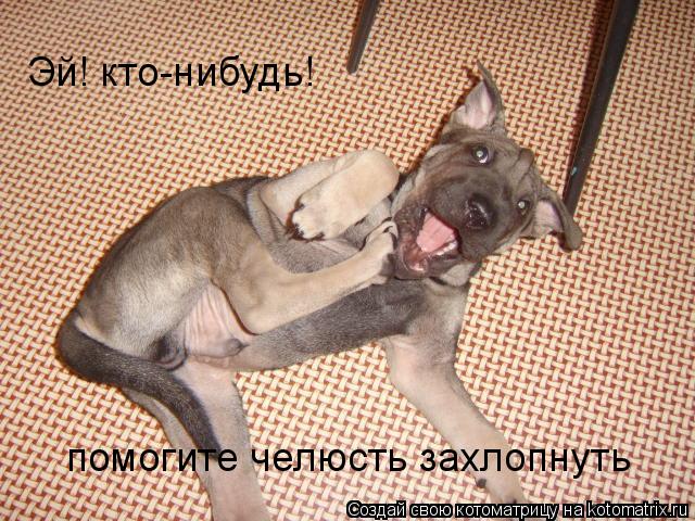 Эй! кто-нибудь! помогите челюсть захлопнуть... Котоматрица: Эй! кто-нибудь! помогите челюсть захлопнуть