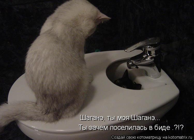 Шаганэ, ты моя Шаганэ... Ты зачем поселилась в биде .?!?... Котоматрица: Шаганэ, ты моя Шаганэ... Ты зачем поселилась в биде .?!?