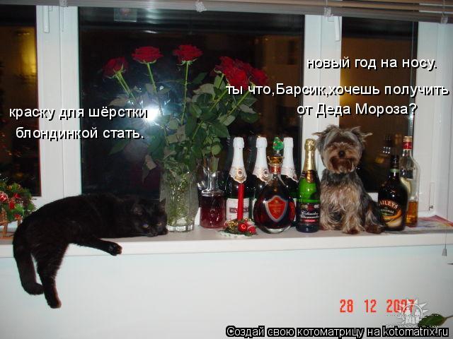 новый год на носу. ты что,Барсик,хочешь получить от Деда Мороза? краску для шёрстки блондинкой стать.... Котоматрица: новый год на носу. ты что,Барсик,хочешь получить от Деда Мороза? краску для шёрстки блондинкой стать.