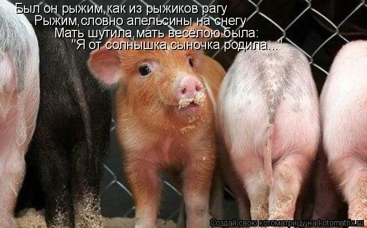 Был он рыжим,как из рыжиков рагу Рыжим,словно апельсины на снегу Мать шутила,мать весёлою была: "Я о... Котоматрица: Был он рыжим,как из рыжиков рагу Рыжим,словно апельсины на снегу Мать шутила,мать весёлою была: "Я от солнышка сыночка родила..."