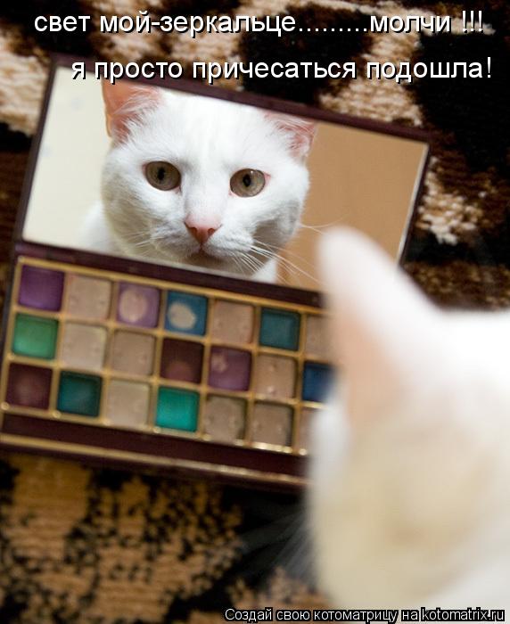 свет мой-зеркальце.........молчи !!! я просто причесаться подошла!... Котоматрица: свет мой-зеркальце.........молчи !!! я просто причесаться подошла!