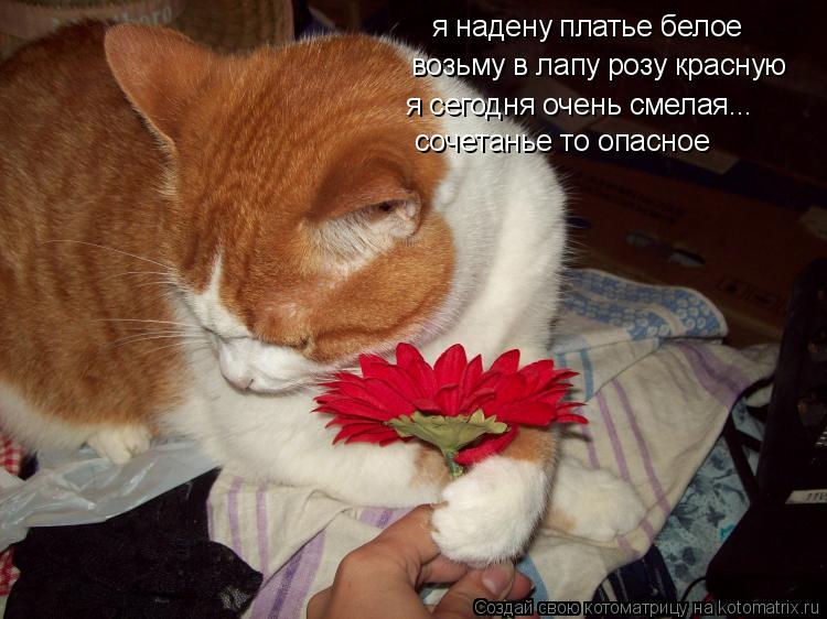 я надену платье белое возьму в лапу розу красную я сегодня очень смелая... сочетанье то опасное... Котоматрица: я надену платье белое возьму в лапу розу красную я сегодня очень смелая... сочетанье то опасное