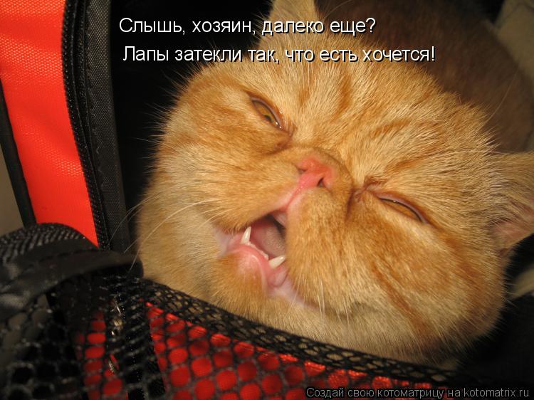 Слышь, хозяин, далеко еще? Лапы затекли так, что есть хочется!... Котоматрица: Слышь, хозяин, далеко еще? Лапы затекли так, что есть хочется!