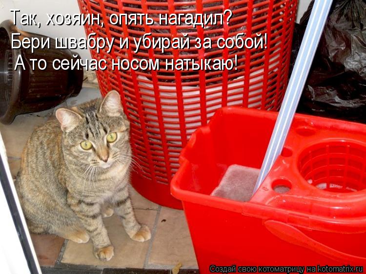 Котоматрица: Так, хозяин, опять нагадил? Бери швабру и убирай за собой! А то сейчас носом натыкаю!