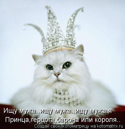 Ищу мужа..ищу мужа..ищу мужа я Принца,герцога,барона или короля..... Котоматрица: Ищу мужа..ищу мужа..ищу мужа я Принца,герцога,барона или короля..