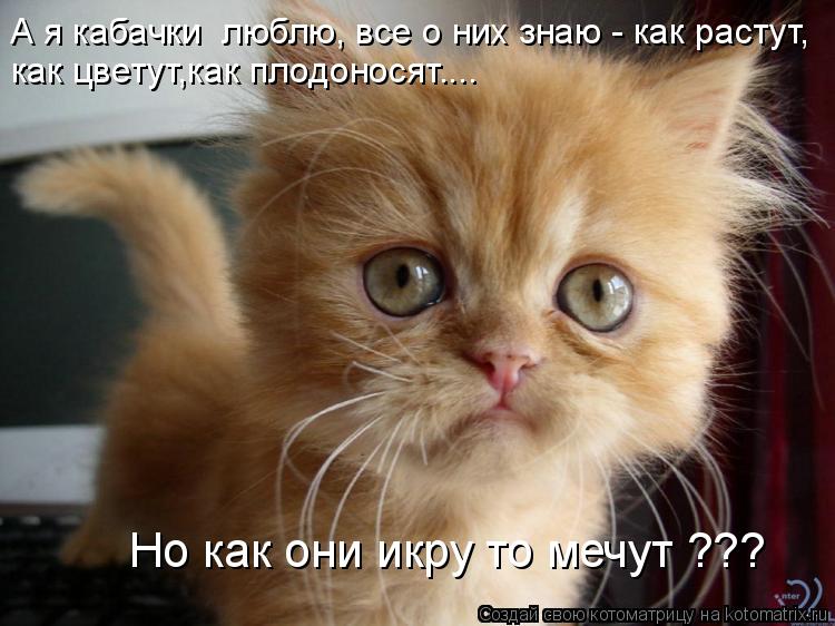 как цветут,как плодоносят.... А я кабачки люблю, все о них знаю - как растут, Но как они икру то меч... Котоматрица: как цветут,как плодоносят.... А я кабачки люблю, все о них знаю - как растут, Но как они икру то мечут ???