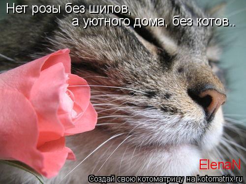 Нет розы без шипов, а уютного дома, без котов.. ElenaN... Котоматрица: Нет розы без шипов, а уютного дома, без котов.. ElenaN