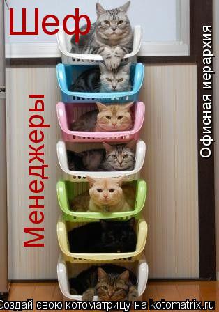 Менеджеры Шеф Офисная иерархия... Котоматрица: Менеджеры Шеф Офисная иерархия