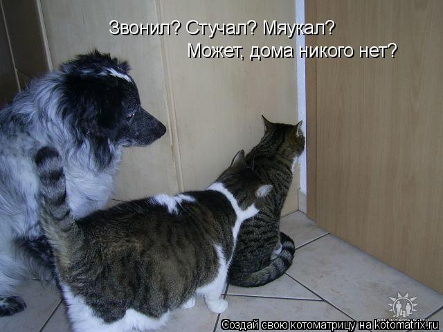 Звонил? Стучал? Мяукал? Может, дома никого нет?... Котоматрица: Звонил? Стучал? Мяукал? Может, дома никого нет?
