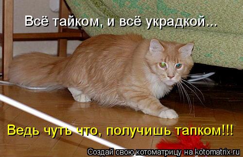 Всё тайком, и всё украдкой... Ведь чуть что, получишь тапком!!!... Котоматрица: Всё тайком, и всё украдкой... Ведь чуть что, получишь тапком!!!