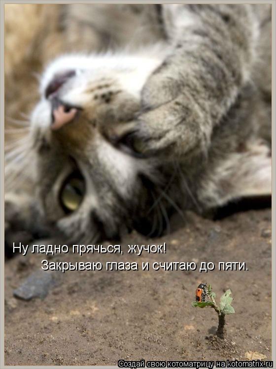 Ну ладно прячься, жучок! Закрываю глаза и считаю до пяти.... Котоматрица: Ну ладно прячься, жучок! Закрываю глаза и считаю до пяти.