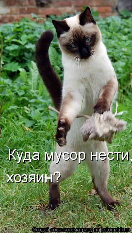 Куда мусор нести, хозяин? хозяин?... Котоматрица: Куда мусор нести, хозяин? хозяин?