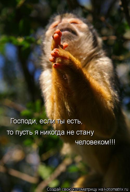 Господи, если ты есть, то пусть я никогда не стану человеком!!!... Котоматрица: Господи, если ты есть, то пусть я никогда не стану человеком!!!