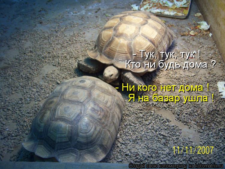 - Тук, тук, тук ! Кто ни будь дома ? - Ни кого нет дома ! Я на базар ушла !... Котоматрица: - Тук, тук, тук ! Кто ни будь дома ? - Ни кого нет дома ! Я на базар ушла !