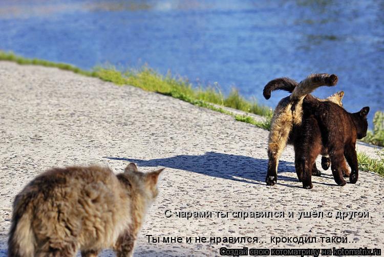 С чарами ты справился и ушёл с другой, Ты мне и не нравился... крокодил такой...... Котоматрица: С чарами ты справился и ушёл с другой, Ты мне и не нравился... крокодил такой...