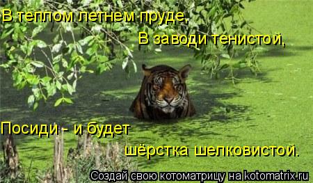 В теплом летнем пруде, В заводи тенистой, Посиди - и будет шёрстка шелковистой.... Котоматрица: В теплом летнем пруде, В заводи тенистой, Посиди - и будет шёрстка шелковистой.
