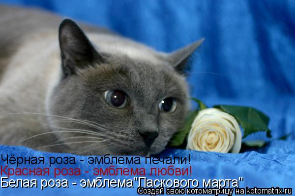 Котоматрица: Чёрная роза - эмблема печали! Красная роза - эмблема любви! Белая роза - эмблема"Ласкового марта"