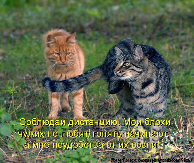 Соблюдай дистанцию! Мои блохи чужих не любят, гонять начинают, а мне неудобства от их возни!... Котоматрица: Соблюдай дистанцию! Мои блохи чужих не любят, гонять начинают, а мне неудобства от их возни!