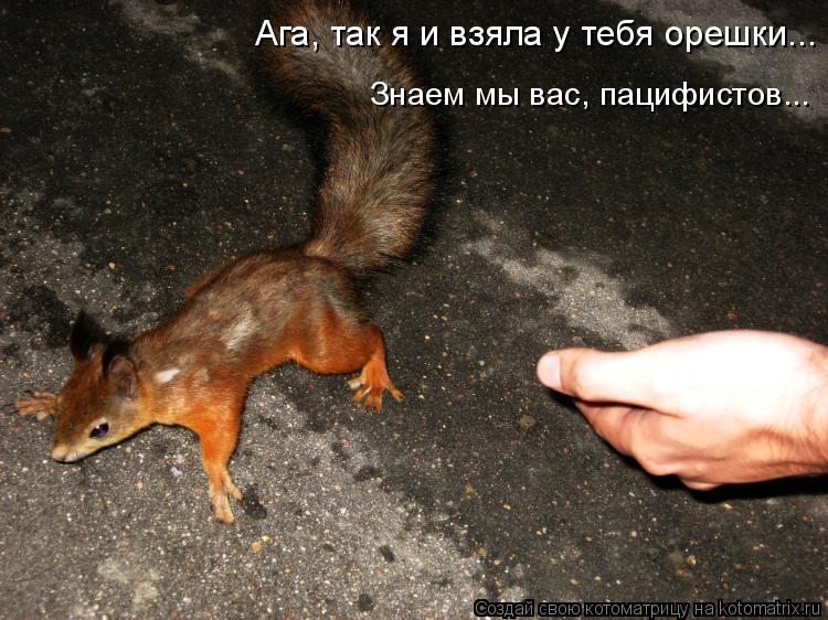 Ага, так я и взяла у тебя орешки... Знаем мы вас, пацифистов...... Котоматрица: Ага, так я и взяла у тебя орешки... Знаем мы вас, пацифистов...