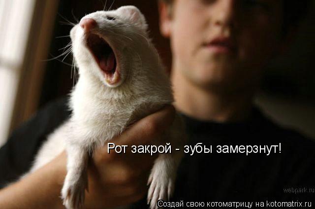 Рот закрой - зубы замерзнут!... Котоматрица: Рот закрой - зубы замерзнут!