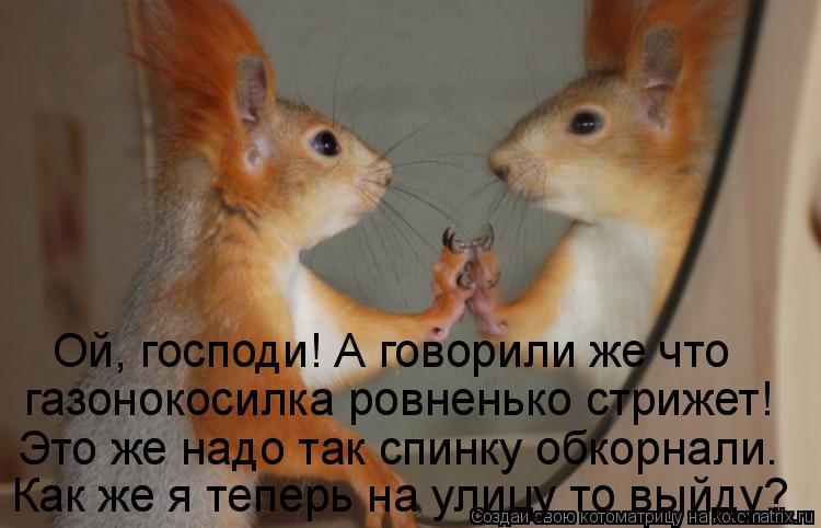 Ой, господи! А говорили же что газонокосилка ровненько стрижет! Это же надо так спинку обкорнали. К... Котоматрица: Ой, господи! А говорили же что газонокосилка ровненько стрижет! Это же надо так спинку обкорнали. Как же я теперь на улицу то выйду?