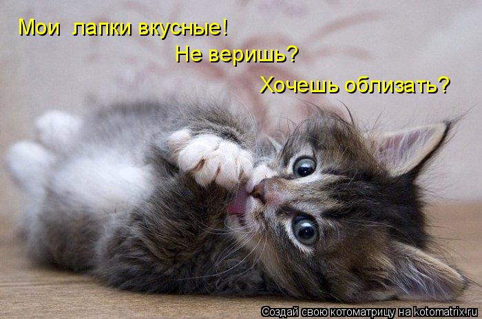 Мои лапки вкусные! Не веришь? Хочешь облизать?... Котоматрица: Мои лапки вкусные! Не веришь? Хочешь облизать?