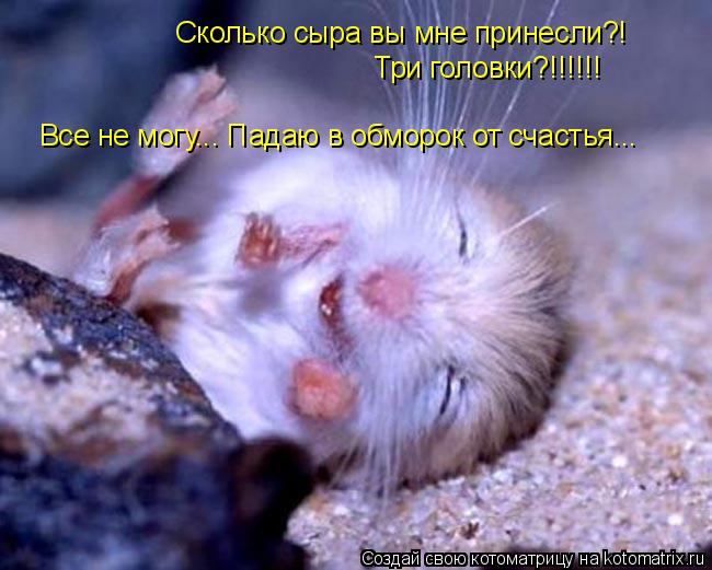 Котоматрица: Сколько сыра вы мне принесли?! Три головки?!!!!!! Все не могу... Падаю в обморок от счастья...