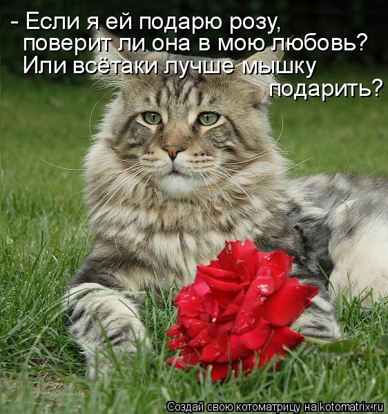 - Если я ей подарю розу, поверит ли она в мою любовь? Или всётаки лучше мышку подарить?... Котоматрица: - Если я ей подарю розу, поверит ли она в мою любовь? Или всётаки лучше мышку подарить?
