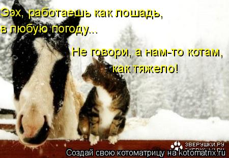 Ээх, работаешь как лошадь, в любую погоду... Не говори, а нам-то котам, как тяжело!... Котоматрица: Ээх, работаешь как лошадь, в любую погоду... Не говори, а нам-то котам, как тяжело!
