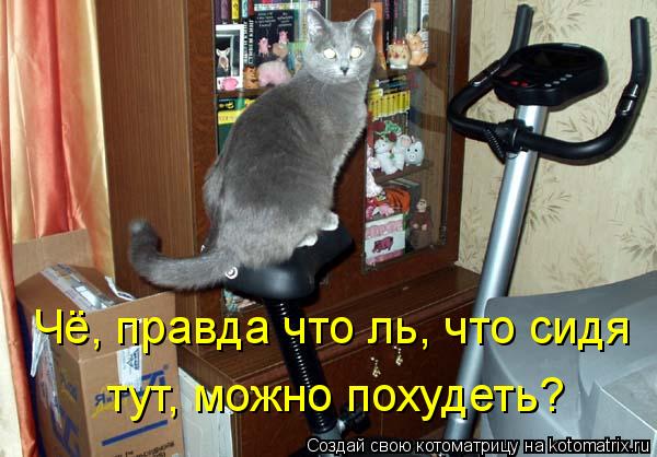 Чё, правда что ль, что сидя тут, можно похудеть?... Котоматрица: Чё, правда что ль, что сидя тут, можно похудеть?