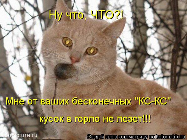 Ну что, ЧТО?! Мне от ваших бесконечных "КС-КС" кусок в горло не лезет!!!... Котоматрица: Ну что, ЧТО?! Мне от ваших бесконечных "КС-КС" кусок в горло не лезет!!!