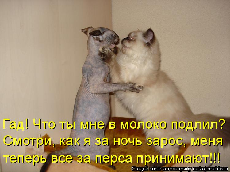 Гад! Что ты мне в молоко подлил? Смотри, как я за ночь зарос, меня теперь все за перса принимают!!!... Котоматрица: Гад! Что ты мне в молоко подлил? Смотри, как я за ночь зарос, меня теперь все за перса принимают!!!