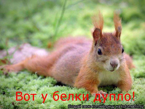 Вот у белки дупло!... Котоматрица: Вот у белки дупло!